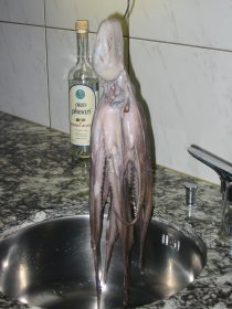 Oktopus